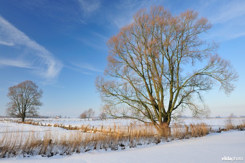 Vijfhuizenbroek