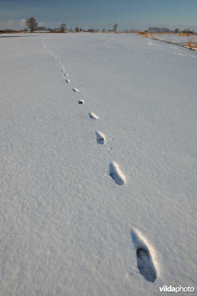 Sporen in de sneeuw van Haas