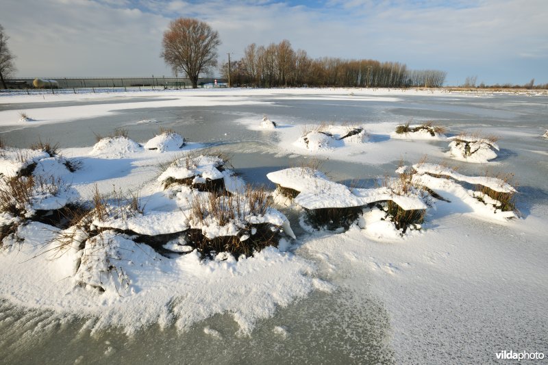 Besneeuwde pitrusbulten in Vijfhuizenbroek
