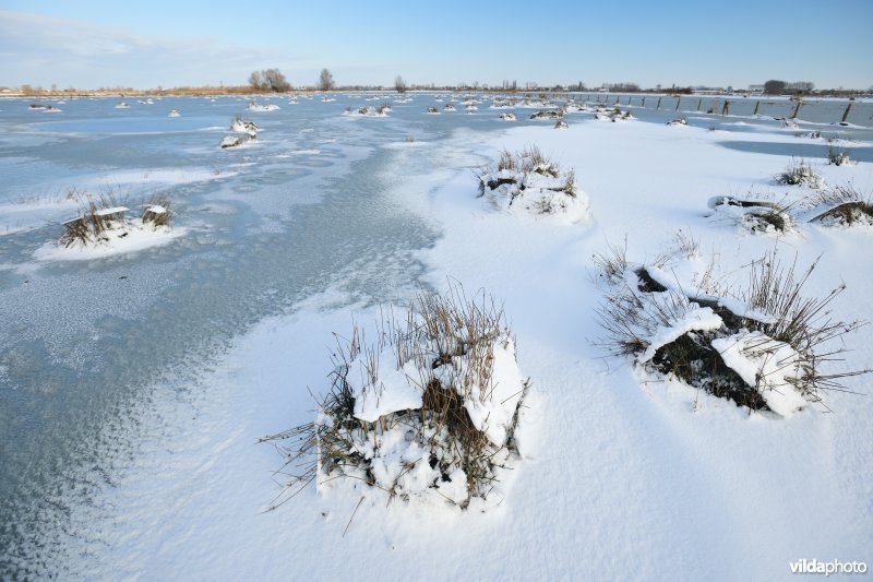 Pitrusbulten in de winterse Vijfhuizenbroeken