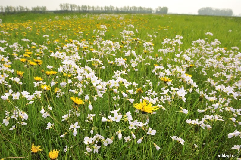 Pinksterbloemen in de Merkembroeken