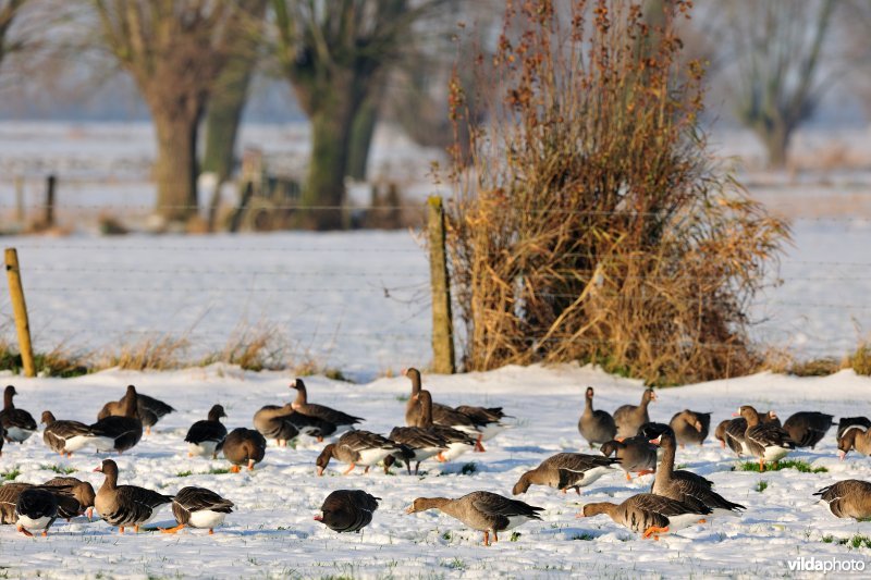 Kolganzen in de IJzervallei