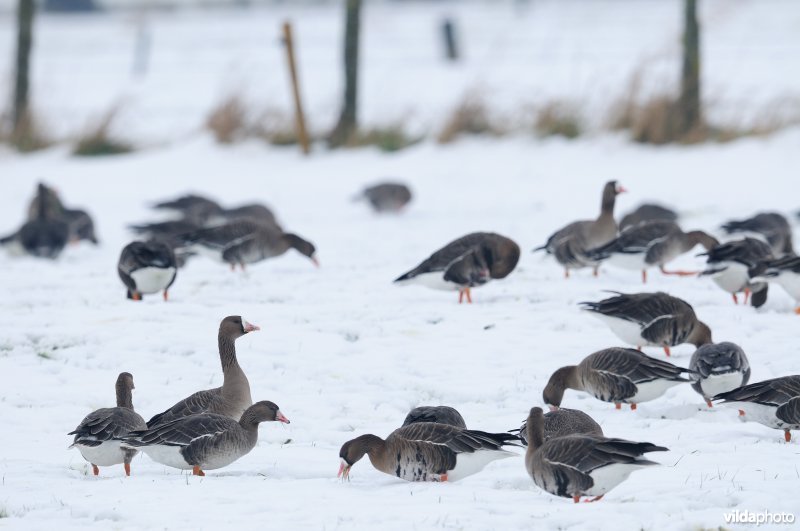 Kolganzen in de IJzervallei