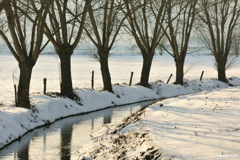 Winterse wilgen langs gracht