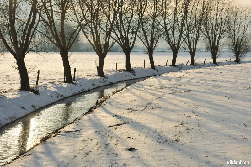 Winterse wilgen langs gracht