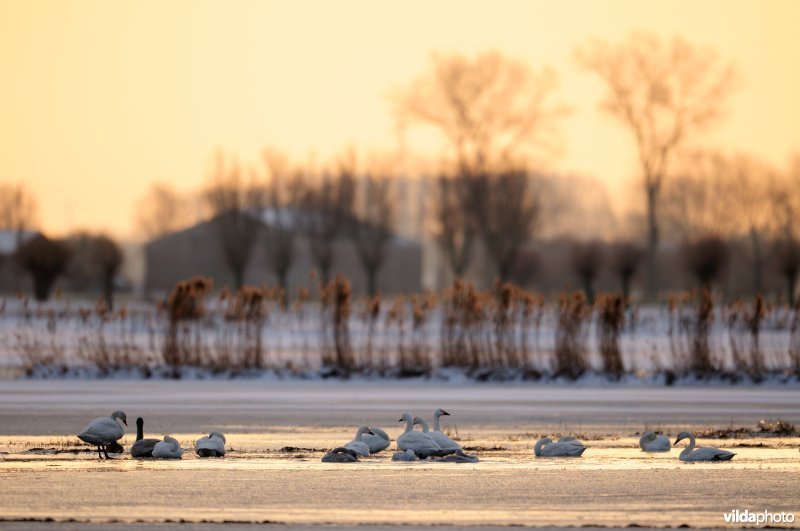Kleine zwanen in de IJzervallei