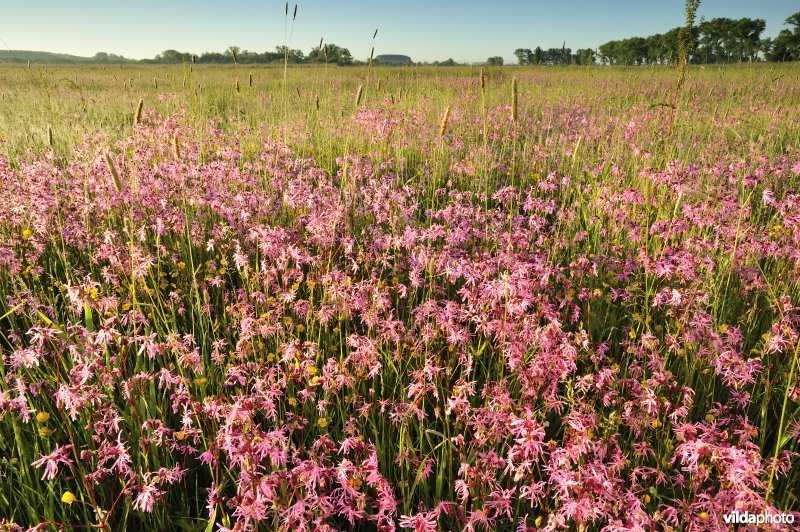 Echte koekoeksbloem in het Vijfhuizenbroek rond de Blankaart