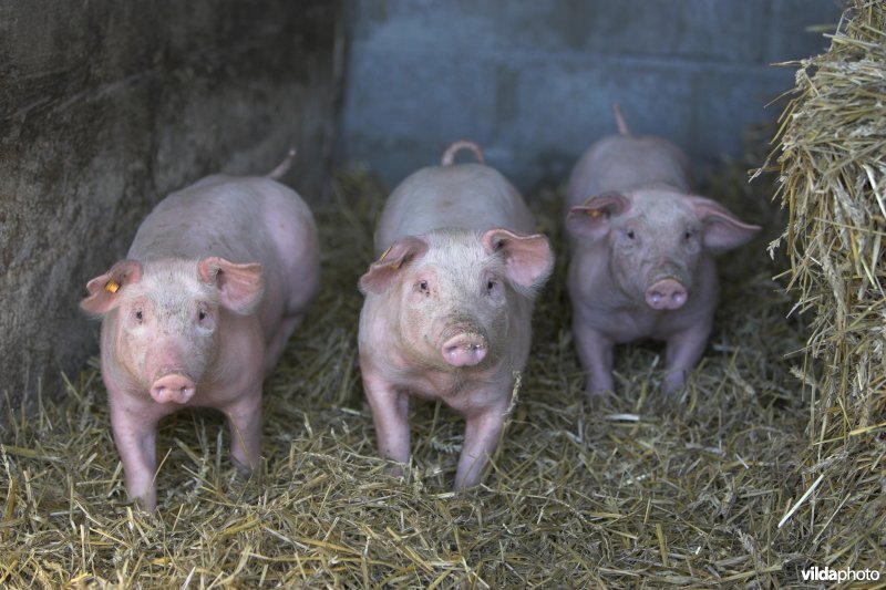 3 biggetjes op een rij