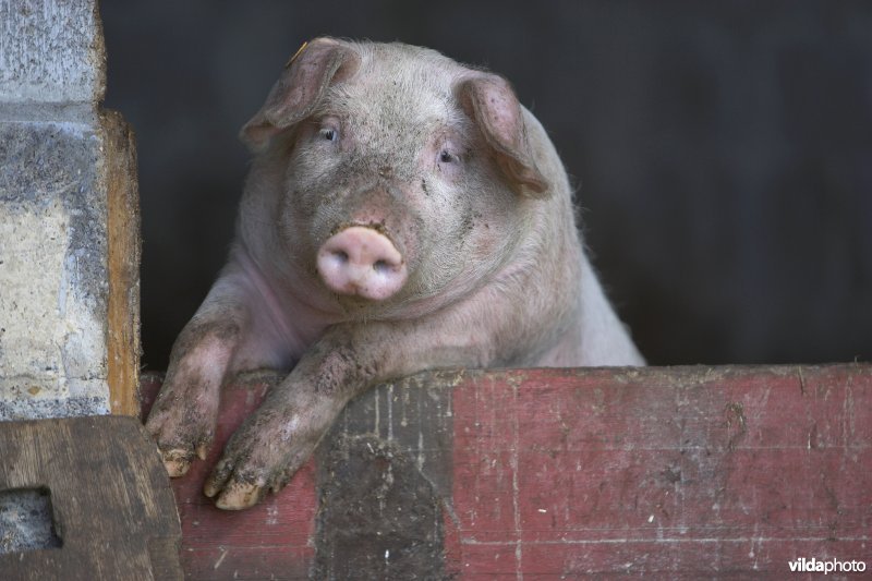 Varken aan het poseren