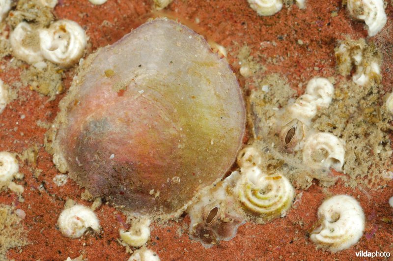 Schilferige dekschelp