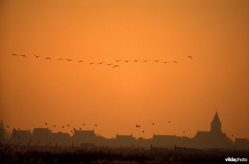 Vroege kolganzen