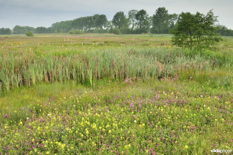 Natuurreservaat De Leiemeersen
