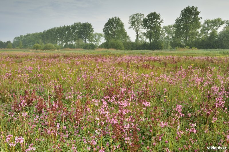 Natuurreservaat De Leiemeersen
