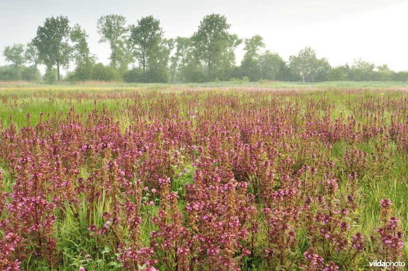 Natuurreservaat De Leiemeersen