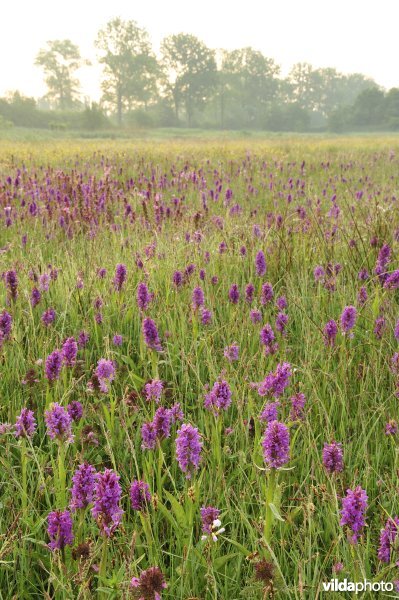 Natuurreservaat De Leiemeersen