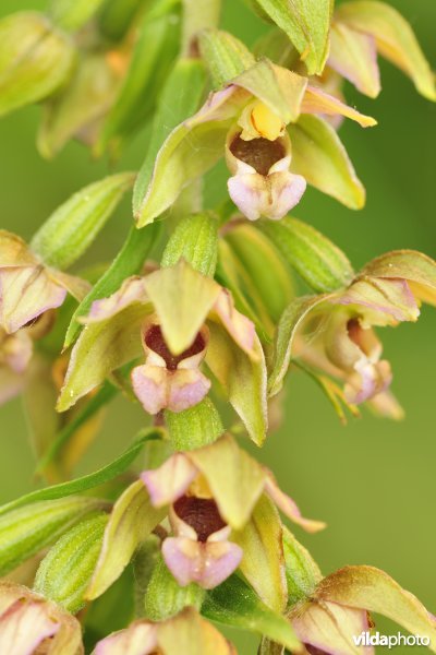 Breedbladige wespenorchis