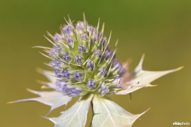 Blauwe zeedistel