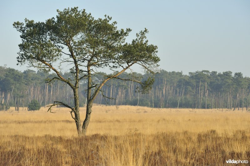 Natuurreservaat Kalmthoutse Heide