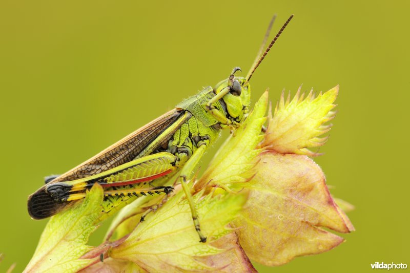 Mannetje Moerassprinkhaan