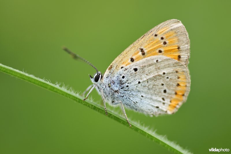 Grote vuurvlinder