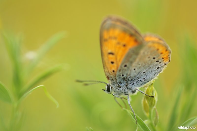 Grote vuurvlinder