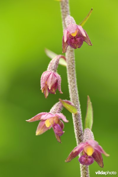 Bruinrode wespenorchis