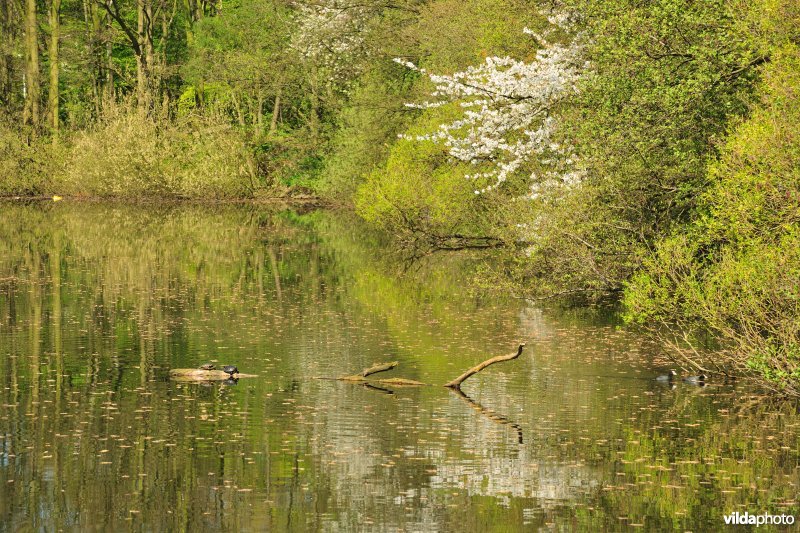 Walgracht van Fort Merksem in lentetooi
