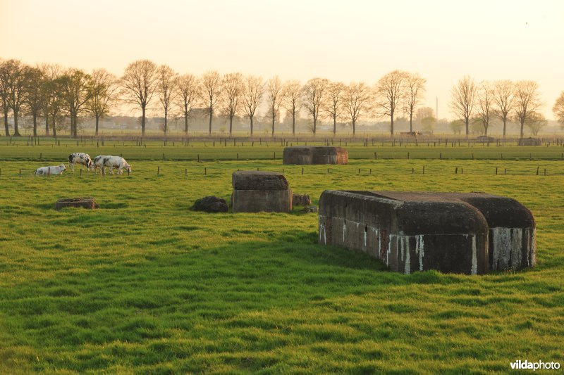Bunkerlinie