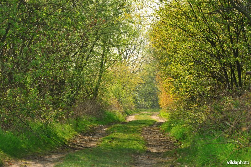 Wandelpad naast de antitankgracht