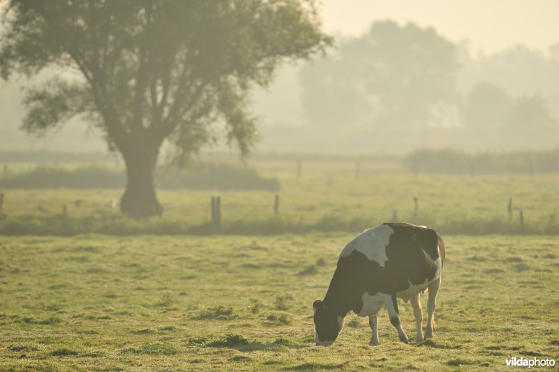 Grazende koe in de Kwetshage poldergraslanden