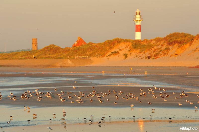 Strand van Lombardsijde