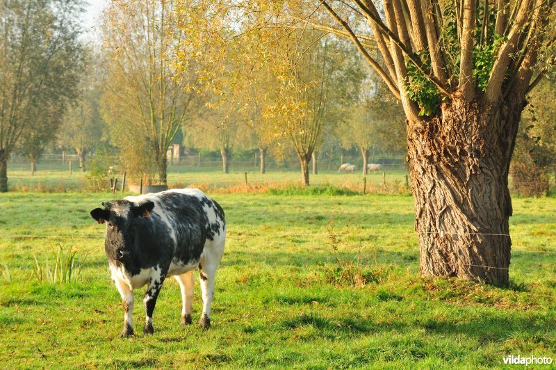 Koe in weide