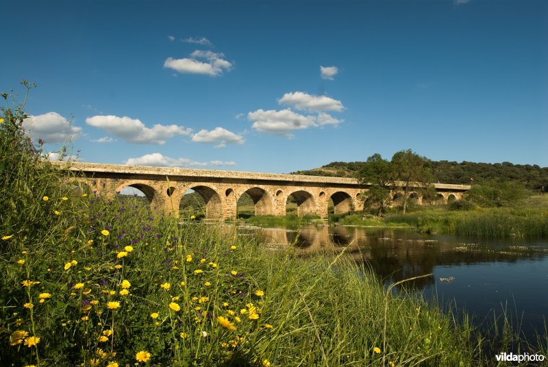 Brug over Rio Almonte