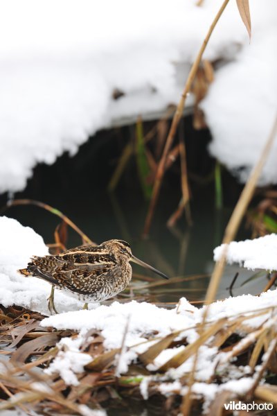 Watersnip in de sneeuw