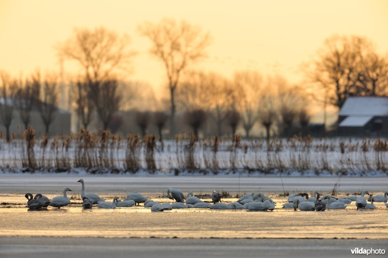 Overwinterende Kleine zwanen in de Merkembroeken