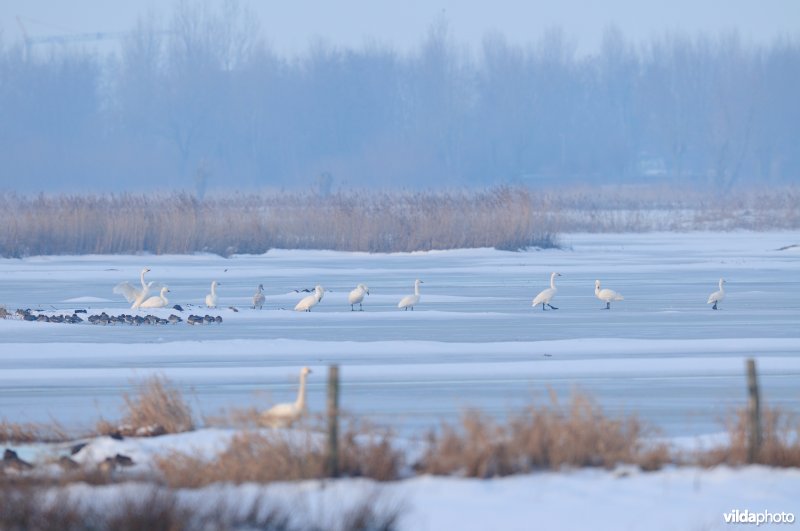 Kleine zwanen in de IJzervallei
