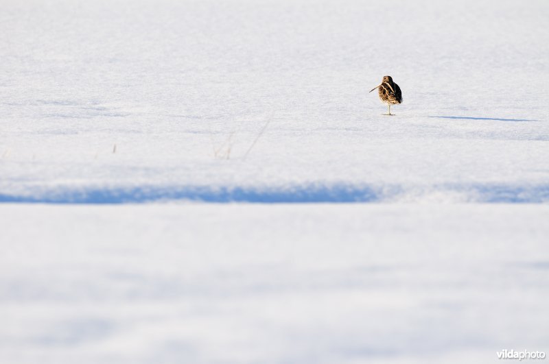Watersnip in de besneeuwde IJzerbroeken
