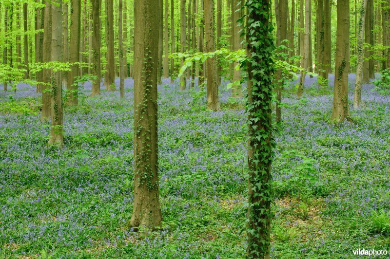 Beukenbos met hyacinthen