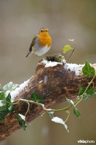 Roodborst