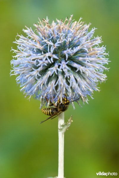 Kogeldistel en wesp