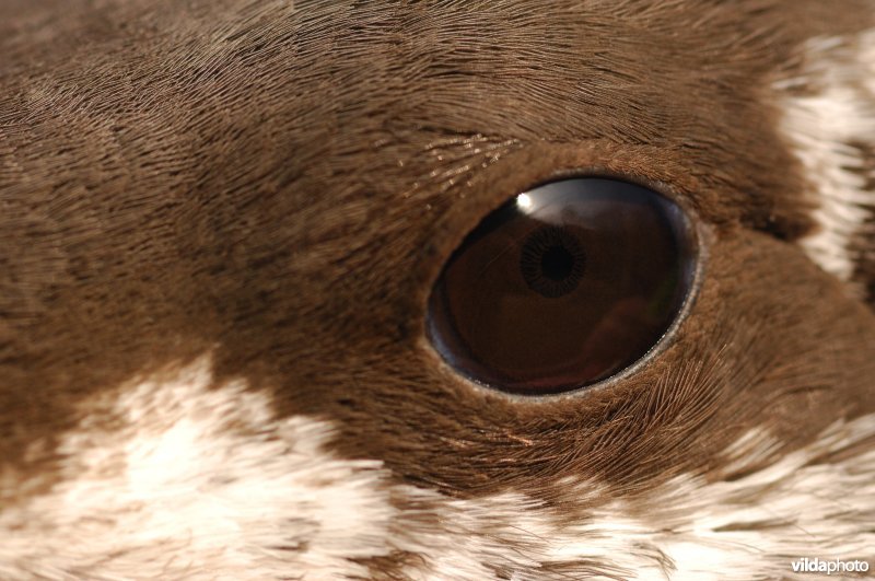Oog van Zeekoet