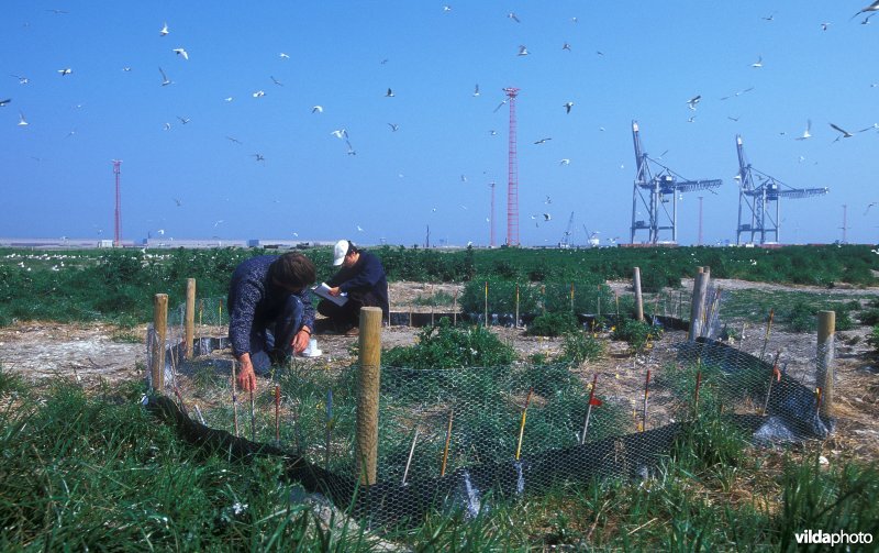 Enclosure Grote stern