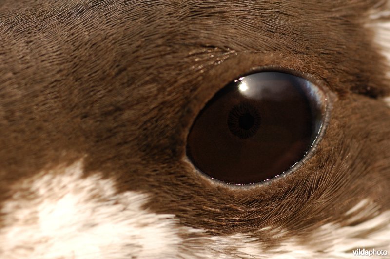 oog van Zeekoet