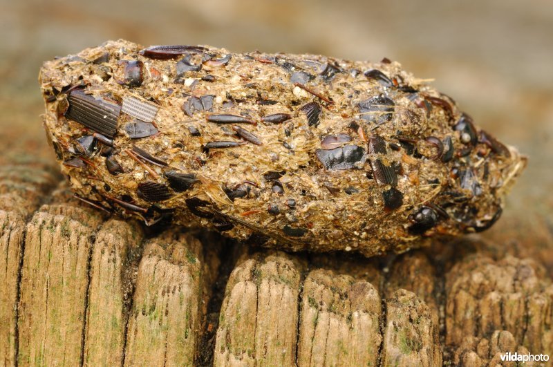 Braakbal van Steenuil