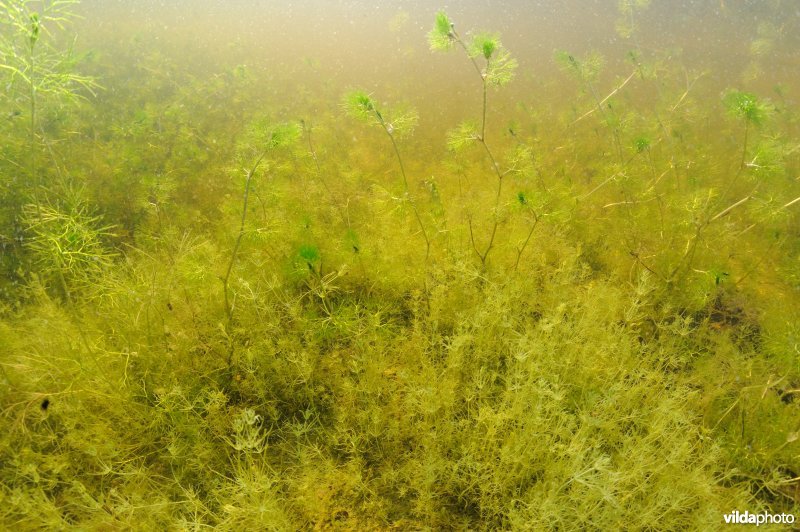 Kranswier en waterranonkel