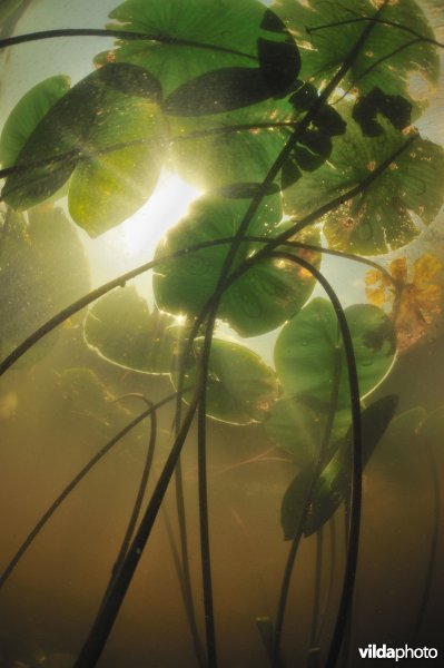 Gele plomp in de wieden