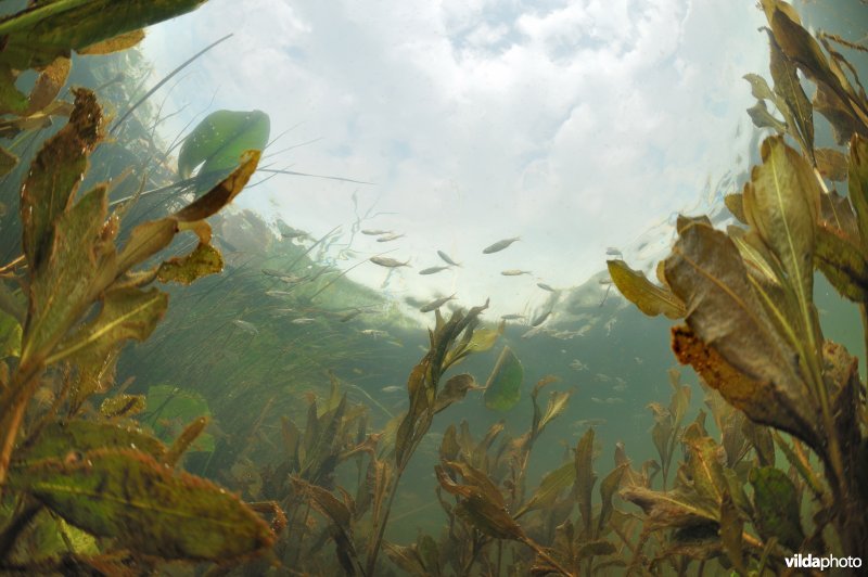 Onderwaterlandschap Boezemkade