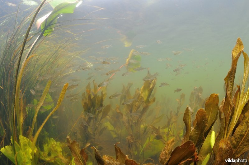 Een school blankvoorn