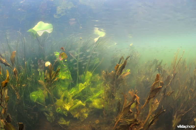 Onderwaterlandschap Boezemkade
