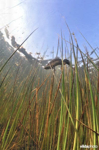 Kamsalamander onder water